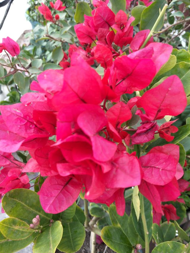 三角梅冬天落叶吗，三角梅冬天落叶怎么办（三角梅冬季落叶落花）