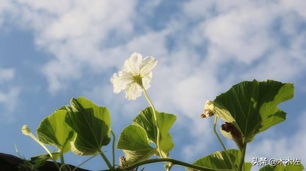 夕颜花是牵牛花吗，夕颜花的花语（夕颜花是牵牛花吗）