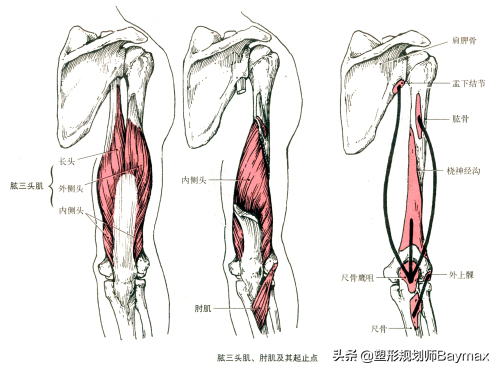 肱三头肌的作用有什么，肱三头肌和肱二头肌的作用（想要拥有人人羡慕的肱三头肌）