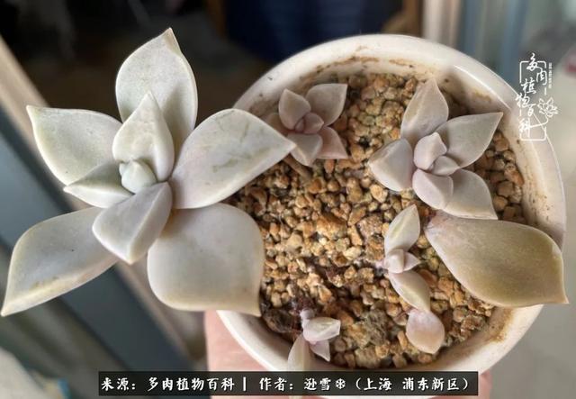 多肉植物图片，感恩相遇，余生相互关照（若绿多肉植物图片）