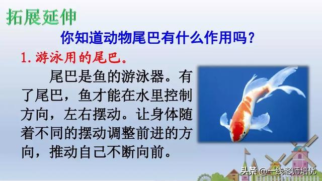 带有提手旁的字大多与什么有关，提手旁的字有哪些（部编版小学语文一年级上册第6课《比尾巴》重点知识+图文解读）
