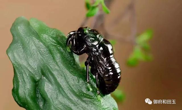 玉蝉活人能戴吗，玉蝉活人能戴吗有讲究吗（至今仍是一个不可忽略的玉雕经典）
