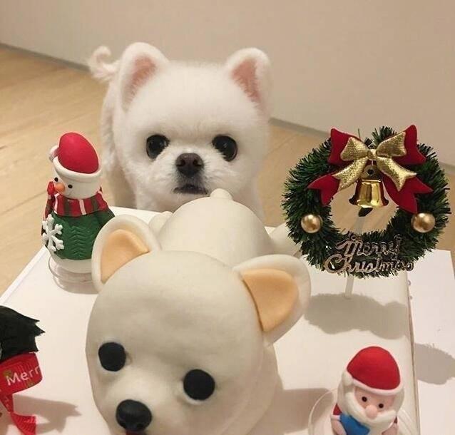 博美狗狗图片，萌萌哒的博美（颜值爆表的小博美）