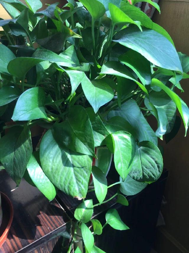 虎刺梅生虫怎么解决，虎刺梅长虫子怎么办（离太近都不好）