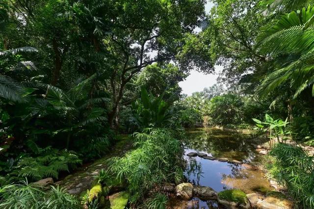 深圳：仙湖植物园蕨类植物收集全国第一，深圳富商陈子冲（这两个刚开放的专类园区有1000多种蕨类植物）