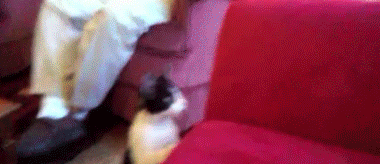 奶牛猫是什么品种，黑白猫跟奶牛猫怎么区分（都说别养奶牛猫）