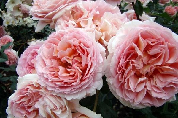 名贵月季十大品种，最稀有的月季花品种（我心目中最值得栽种的10种藤本月季）