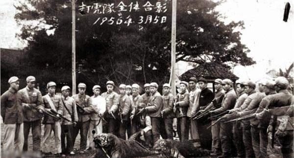 东北虎有何特点，东北虎的缺点（浅谈老虎在中国的古今生存状态）