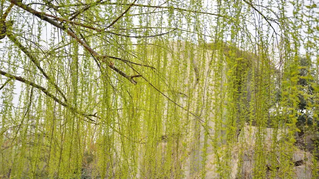 出色的反义词是什么，出色的反义词是什么(最佳答案)（部编版二年级下册语文第7课《一匹出色的马》知识点+图文讲解）