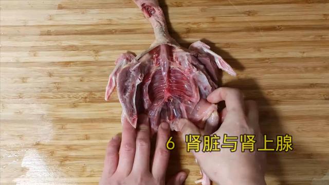 鸽子喜欢吃什么，家养的鸽子吃什么（23年一级大厨专业详细讲解）