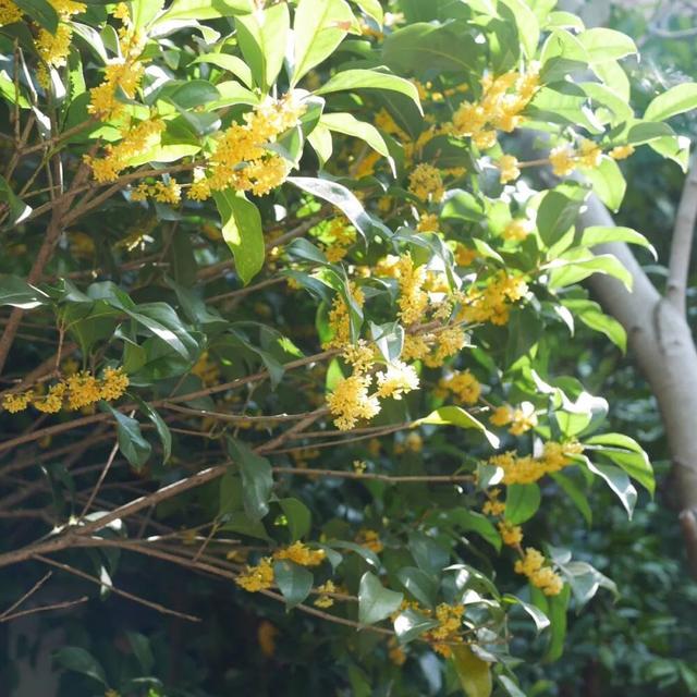 桂花树叶干枯是什么原因，桂花树大量落叶子干枯怎么回事（在家里养桂花盆栽叶子总是会枯萎）