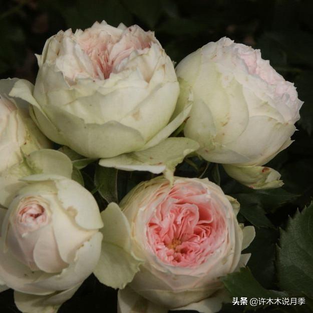 根瘤病用什么农药治，治疗根瘤病的药（月季癌症得了一个传染一大片）