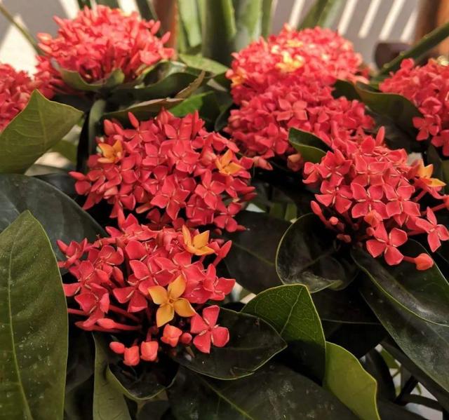 紫薇花什么季节开花，紫薇什么时候开花（温度高也不休眠）