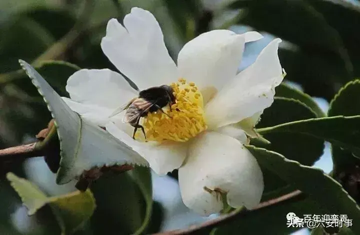 赵霖教授简介(赵霖教授是原卫生部副部长吗)