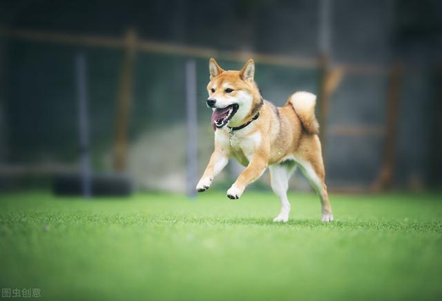 雪橇犬有几种，世界三大傻狗（最容易掉毛的7种狗狗）
