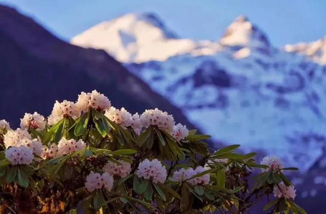 海螺沟海拔多少米，海螺沟海拔多少米有高反吗（带你三天领略低海拔冰川—海螺沟）
