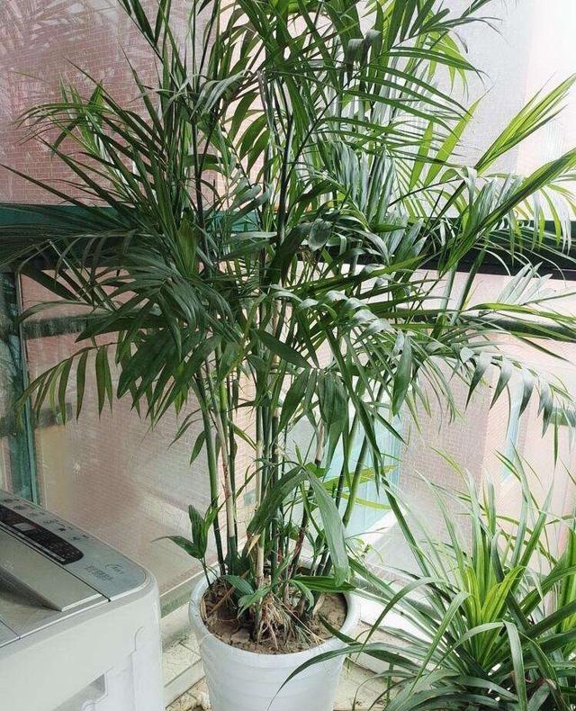 散尾葵的养殖方法和注意事项，散尾葵的养殖方法和注意事项凤尾竹（散尾葵“这样养”）