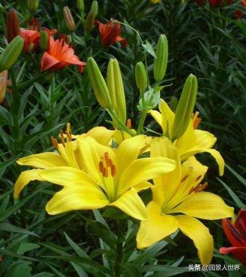 百合花的寓意是什么，百合花有几种颜色（不知道送百合花什么含义的朋友要注意了）