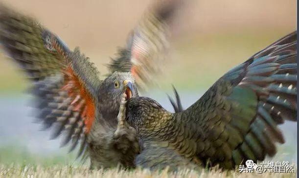 啄羊鹦鹉的形态特征，啄羊鹦鹉的形态特征描写（啄羊鹦鹉和绵羊关系恶化）