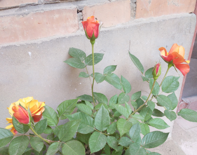 香槟玫瑰，阳台种香槟玫瑰，高贵又仙气（香槟玫瑰和白玫瑰混合花束寓意）