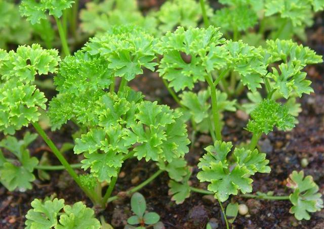 香蜂草栽培技术，香蜂草栽培技术培训（6种香草植物）