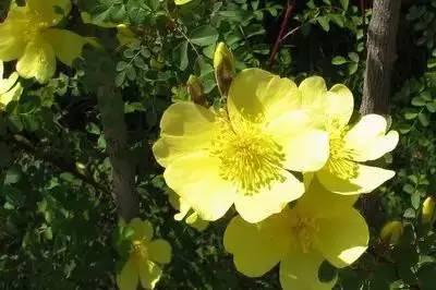 芙蓉花花语，芙蓉花花语及寓意（100种花的花语，太全了！）