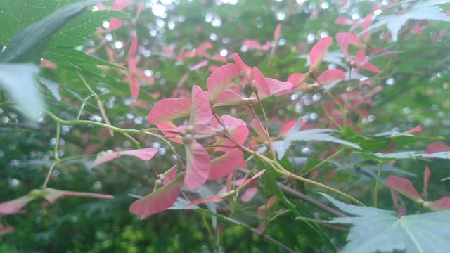 鸡爪槭，鸡爪槭果实长上翅膀（鸡爪槭树价格）