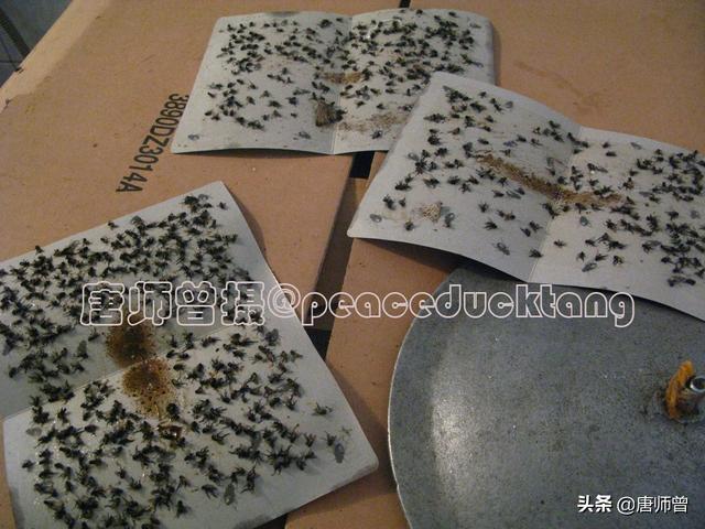 蛆长大了变成什么，20201204唐师曾