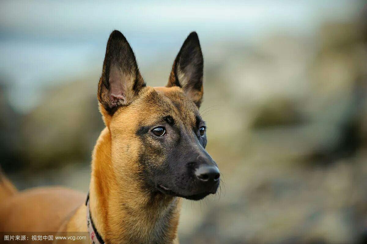 马犬生产需要多少度 马犬生小狗要几个小时生完