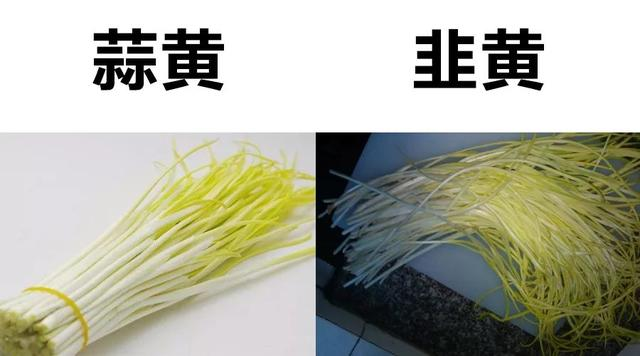 韭黄和蒜黄有什么区别怎么区分，留言说分不清韭黄蒜黄的朋友看过来