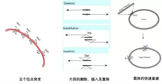 如何设计引物，给一段序列如何设计引物（点突变，就是这么简单）