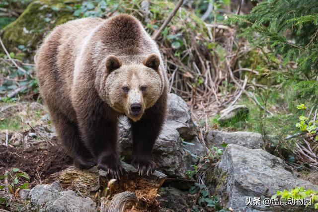 鸟是恒温动物吗（动物冬眠就是简单的冬天睡觉）
