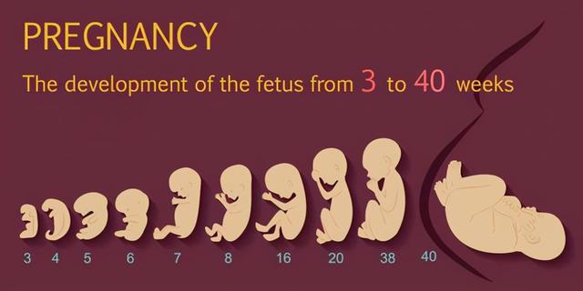 胎儿发育过程的各个阶段变化，胎儿发展变化的过程有哪些（组图了解胎儿在子宫中生长过程）