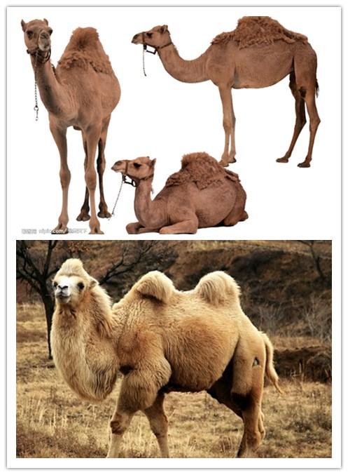 骆驼是怎么画的，骆驼是怎么画的图片（创意儿童剪贴画，沙漠里的骆驼）