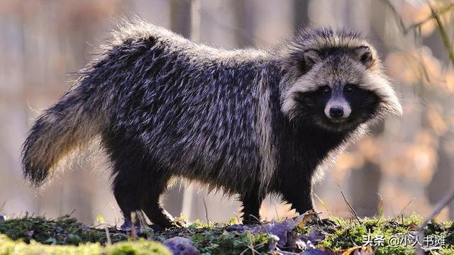 有哪些神奇的动物，15种你需要了解的神奇动物（10种不寻常的神奇动物很难想象它们独特的模样）