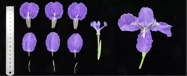 鸢尾花的寓意是什么，鸢尾花是什么含义（全球70000多个品种的这类植物原来都叫鸢尾）