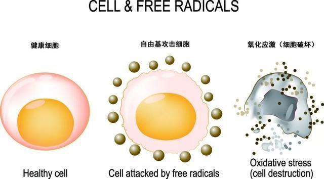 自由基对人体的伤害，自由基，这个杀手有点冷