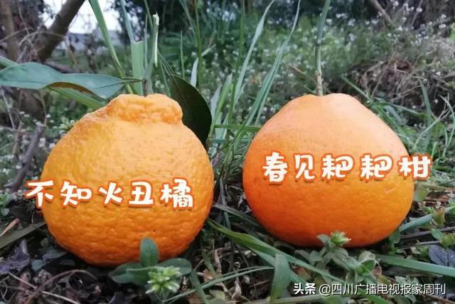 耙耙柑什么人不能吃，耙耙柑不能吃吗（好吃还不上火）