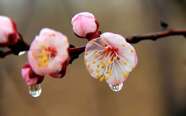 花诗歌，花之歌的作者是谁（50种花卉配50首古诗）