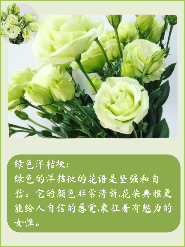 洋桔梗花语是什么，洋桔梗花语是什么意思（不同颜色的洋桔梗鲜花花语及寓意）