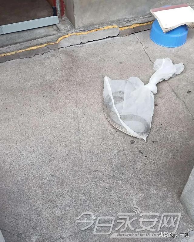 蛇的形态特征和生活习性，蛇的形态特点（永安人，蛇出没）