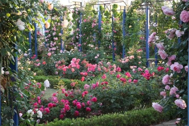 月季花品种，十大经典品种（凭一己之力撑起了整个花园的颜值）