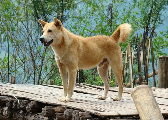 世界上最忠诚的狗，世界上最忠诚的狗的照片（最忠诚的3种狗和最不忠诚的3种狗）