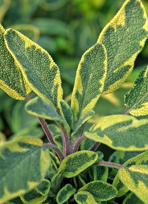 蓝花鼠尾草有几个品种，蓝花鼠尾草有几个品种图片（18种漂亮的鼠尾草）