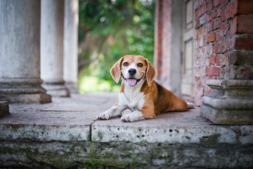 最适合家庭养的小型犬非常好养，盘点十种优秀的家庭犬种