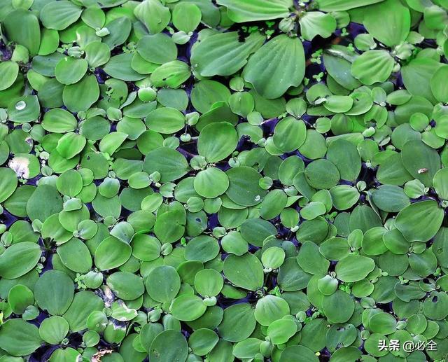 水生植物有哪些，常见的水生植物有哪些（水生植物大全）