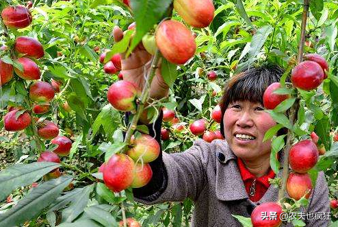 桃驳李和油桃的区别，桃驳李与油桃区别（反季节销售20元1斤）