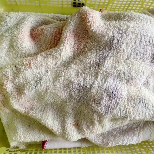 霸王花是火龙果的花吗，昙花、霸王花、火龙果花和令箭荷花的区别（奶奶把一根枝插土里）