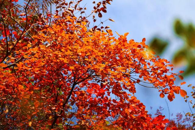 满山红叶似彩霞，阿宝歌曲大全（山东最全赏红叶地图来了）