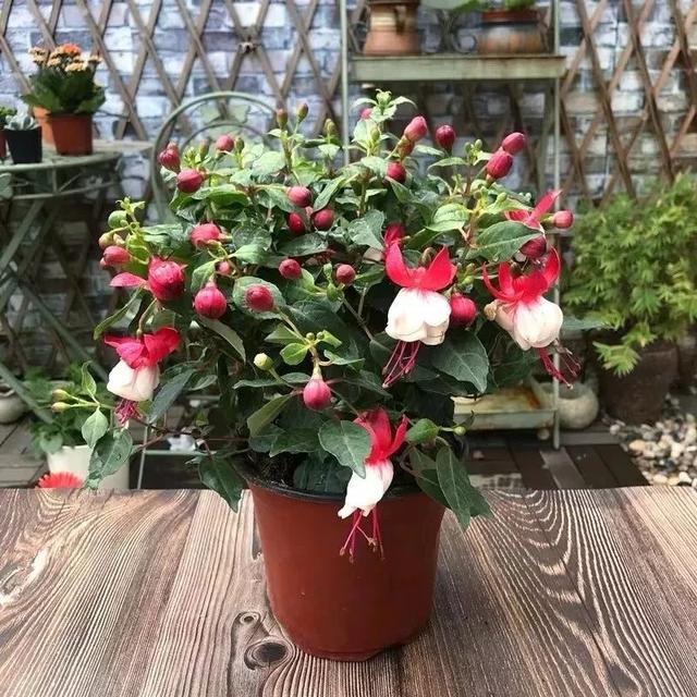 春夏秋冬四季什么花好看，这十种花几乎一年四季都开花